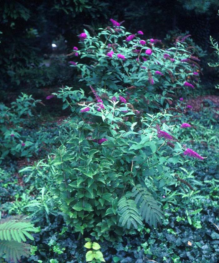 Buddleia davidii 'Purple Prince'