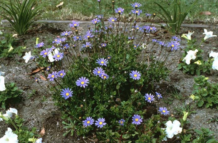 Felicia amelloides