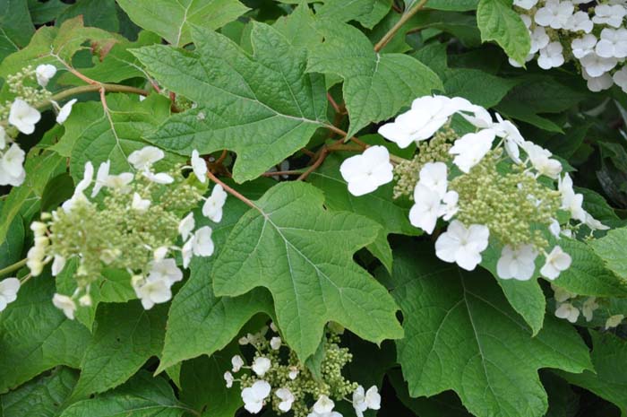 Plant photo of: Hydrangea quercifolia