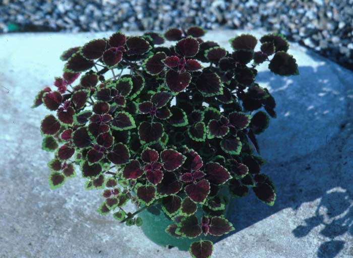 Solenostemon scutellarioides