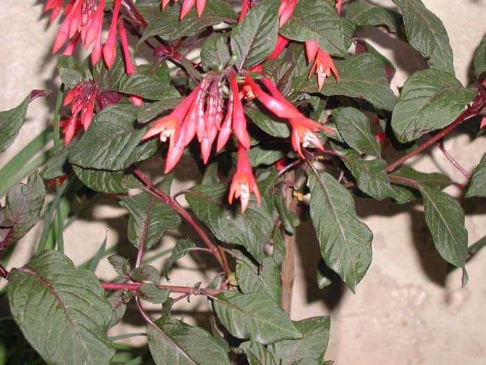 Fuchsia triphylla 'Gartenmeister Bonsted