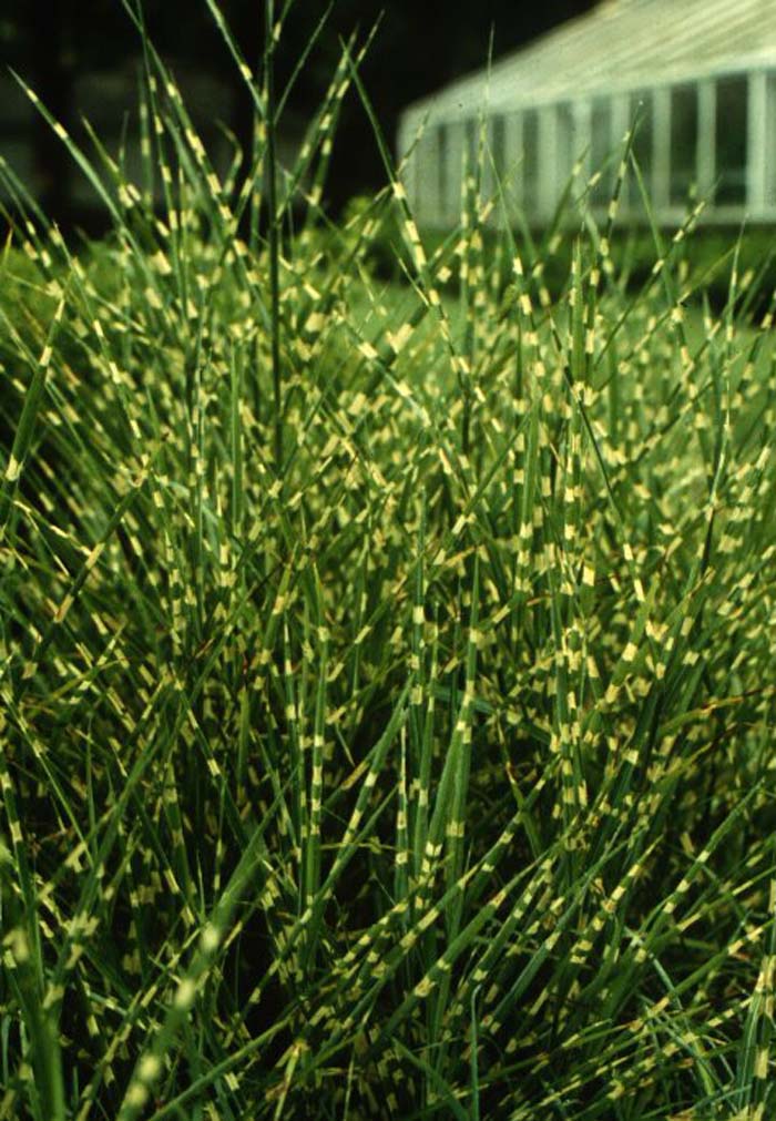 Plant photo of: Miscanthus sinensis 'Zebrinus'