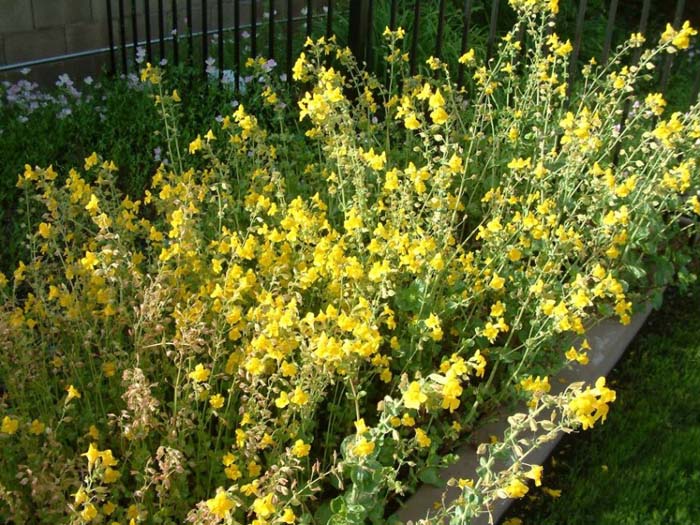 Mimulus X hybrids