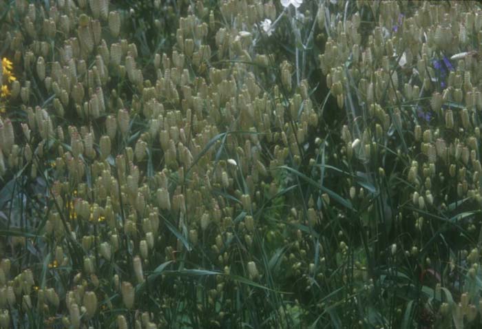 Briza maxima