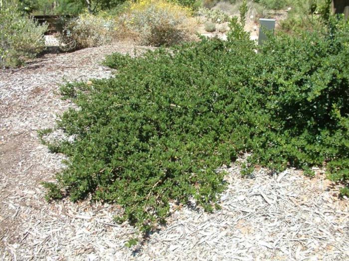 Ceanothus 'Joyce Coulter'