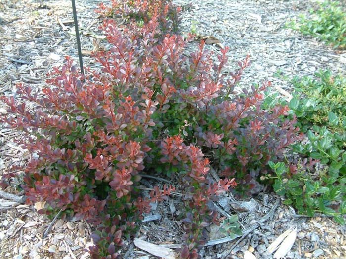 Berberis thu. 'Crimson Pygmy'
