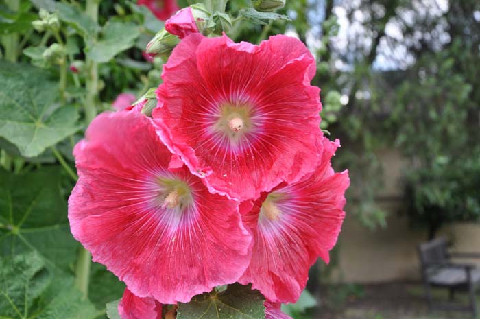 Alcea rosea