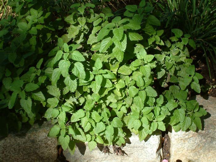 Melissa officinalis