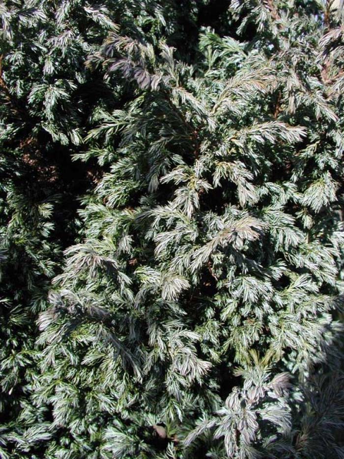 Chamaecyparis pisifera 'Cyano-Viridis'