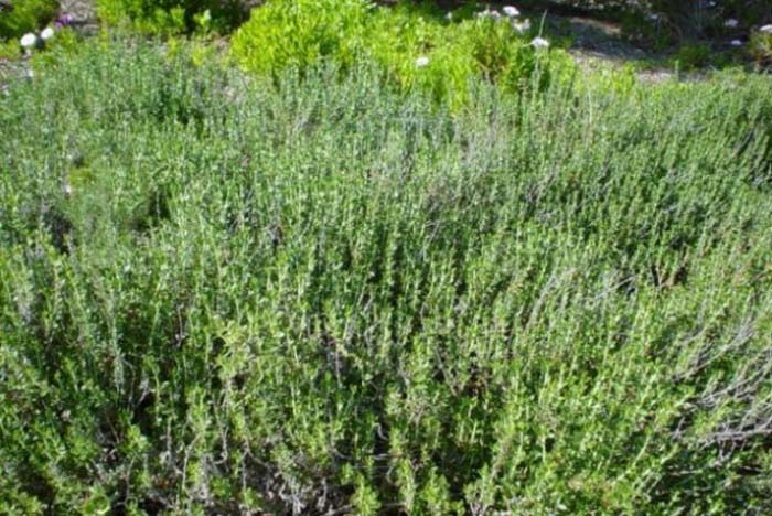 Plant photo of: Teucrium cossonii majoricum
