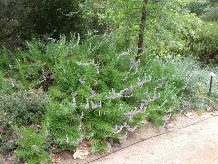 Trichostema lanatum