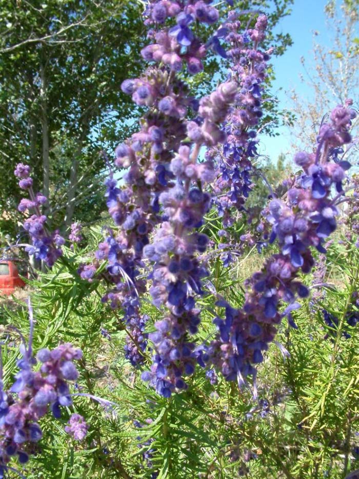 Plant photo of: Trichostema lanatum
