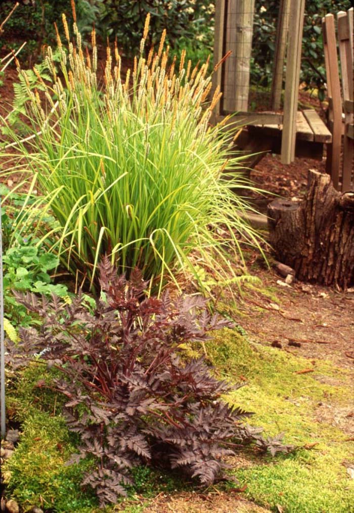 Plant photo of: Carex elata 'Bowles Golden'