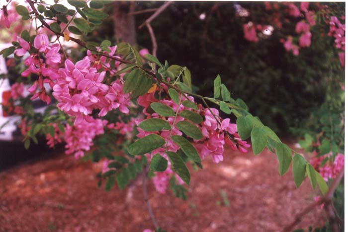 Plant photo of: Robinia X ambigua 'Idahoensis'