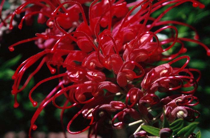 Grevillea 'Canberra Gem'