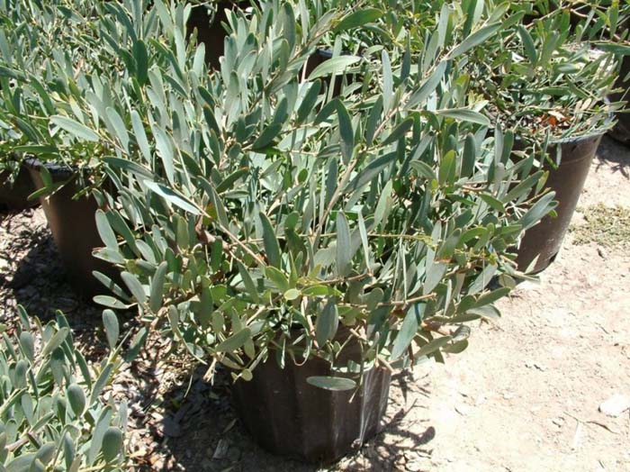 Prostrate Spreading Acacia