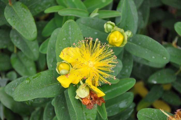 Plant photo of: Hypericum frondosum 'Sunburst'