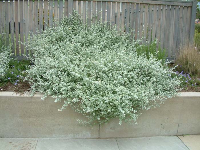 Plant photo of: Helichrysum petiolare