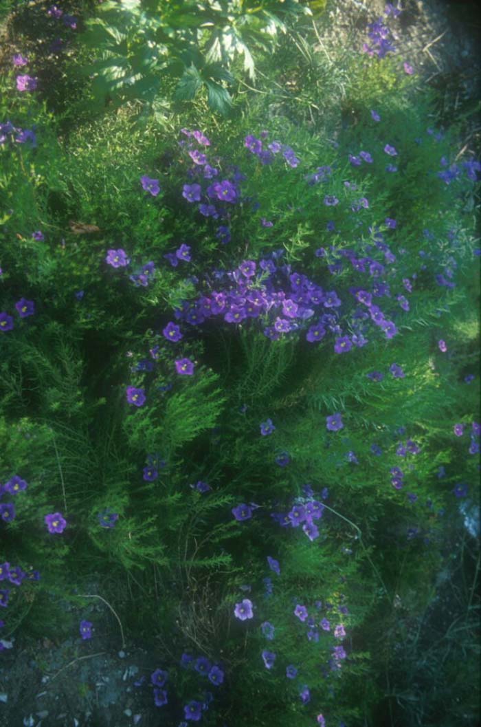 Nierembergia linariifolia