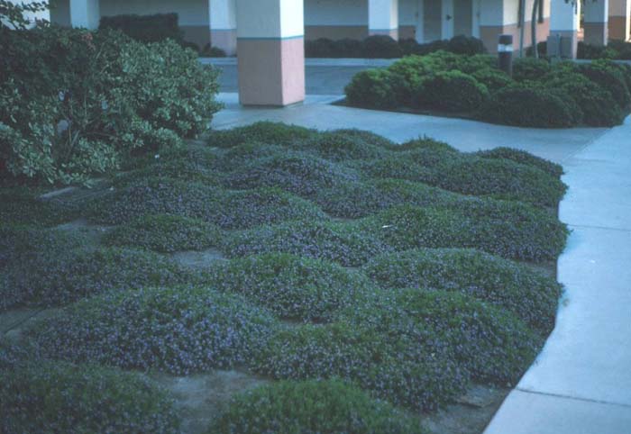 Plant photo of: Scaevola albida 'Mauve Clusters'