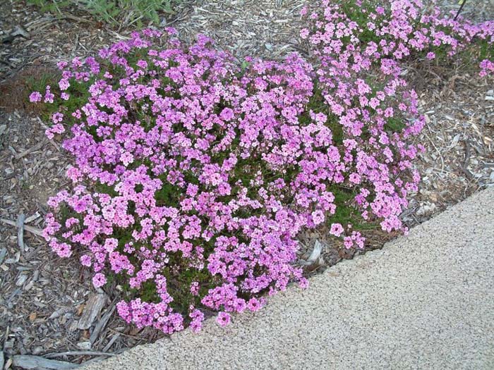 Plant photo of: Verbena peruviana