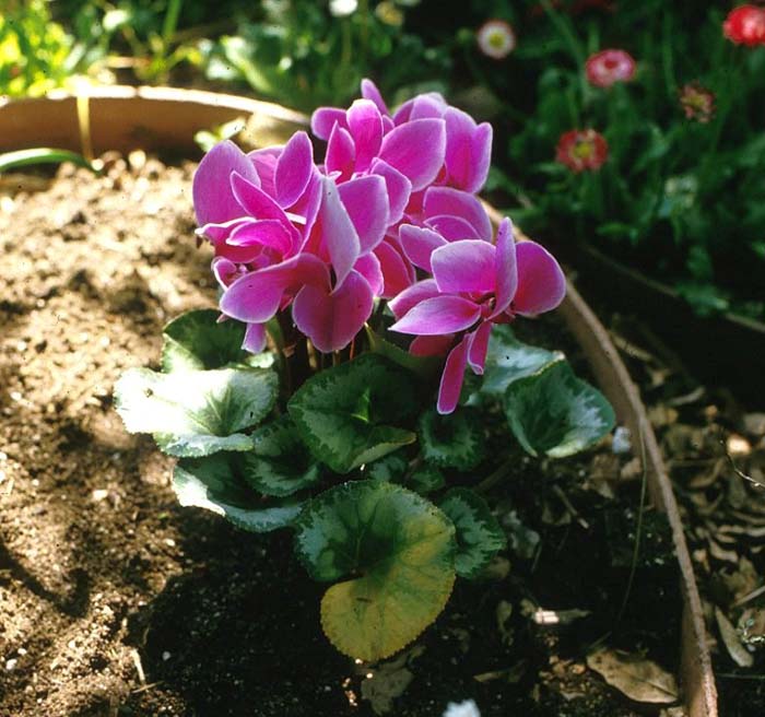 Florists' Cyclamen