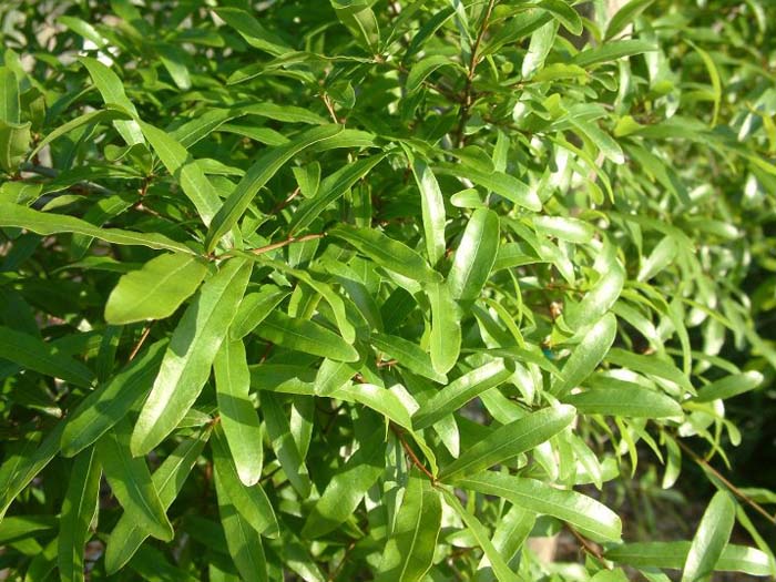 Dodonaea viscosa