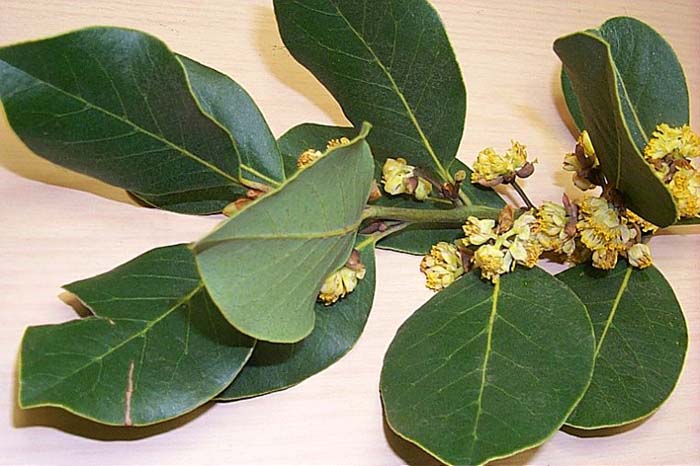 Plant photo of: Laurus X noblis 'Saratoga'