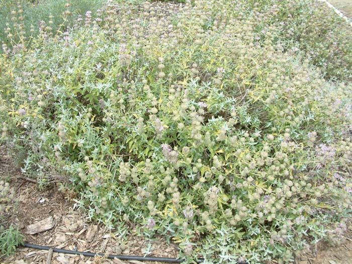 Plant photo of: Salvia leucophylla 'Point Sal Spreader'