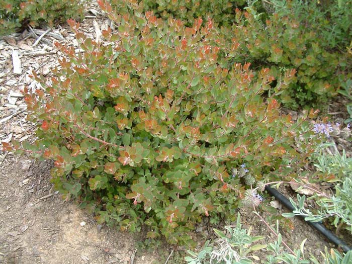 Arctostaphylos 'John Dourley'