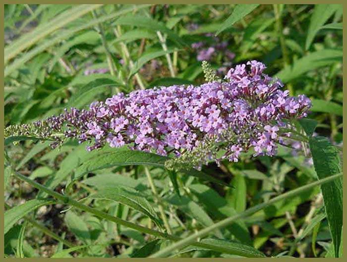 Plant photo of: Buddleja 'Lochinch'