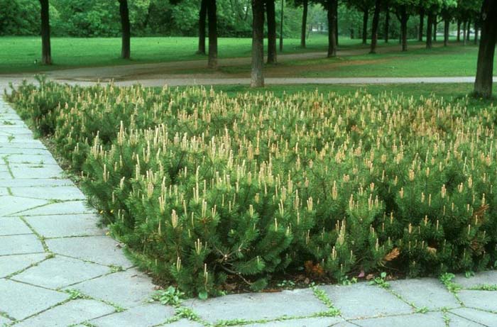 Plant photo of: Pinus mugo uncinata