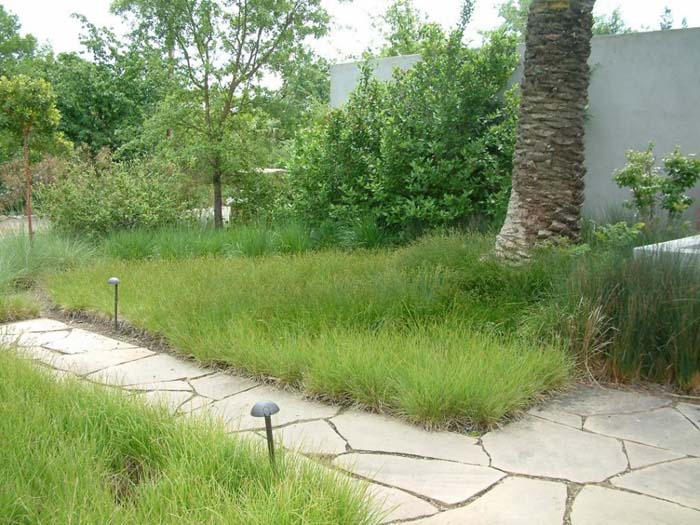 Carex divulsa
