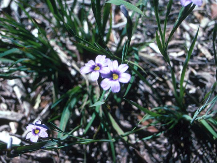 Sisyrinchium bellum