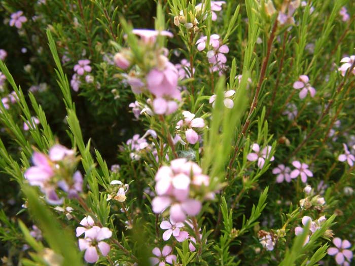 Plant photo of: Coleonema pulchellum