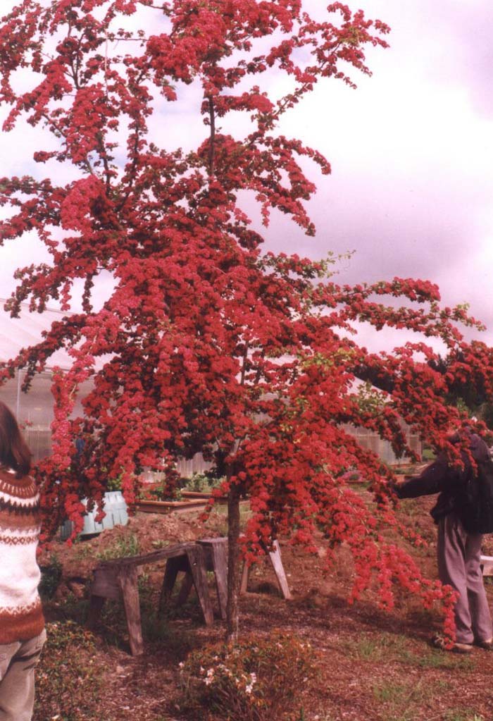 Paul's Scarlet Carriere Hawthorn