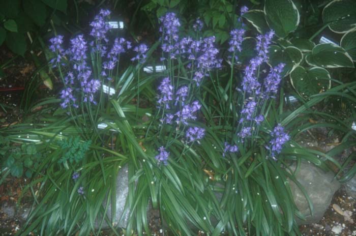 Scilla hispanica