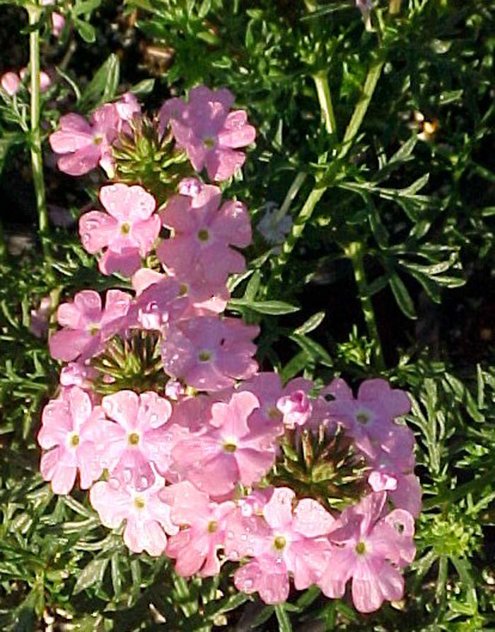 Verbena tenuisecta 'Edith'