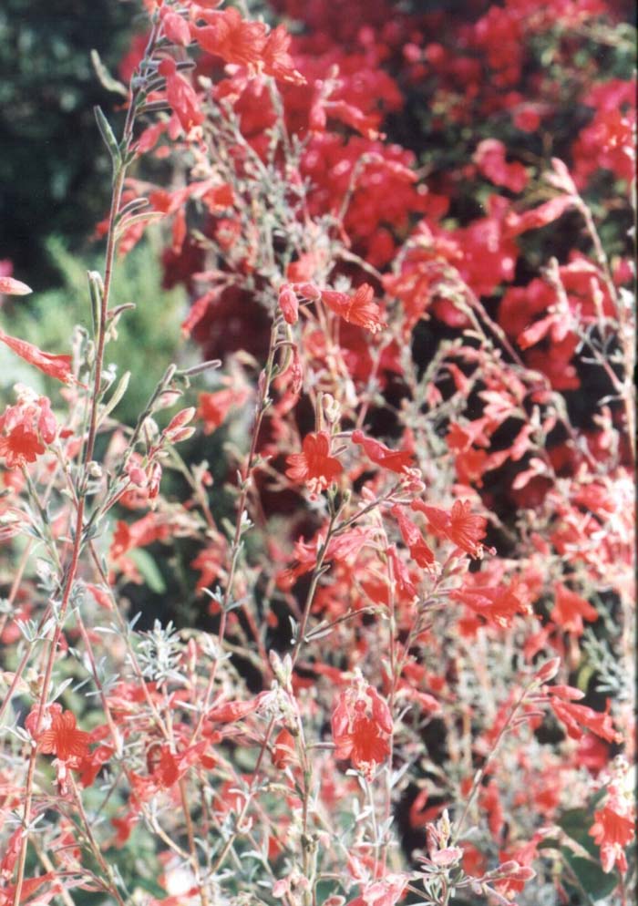 Plant photo of: Epilobium canum