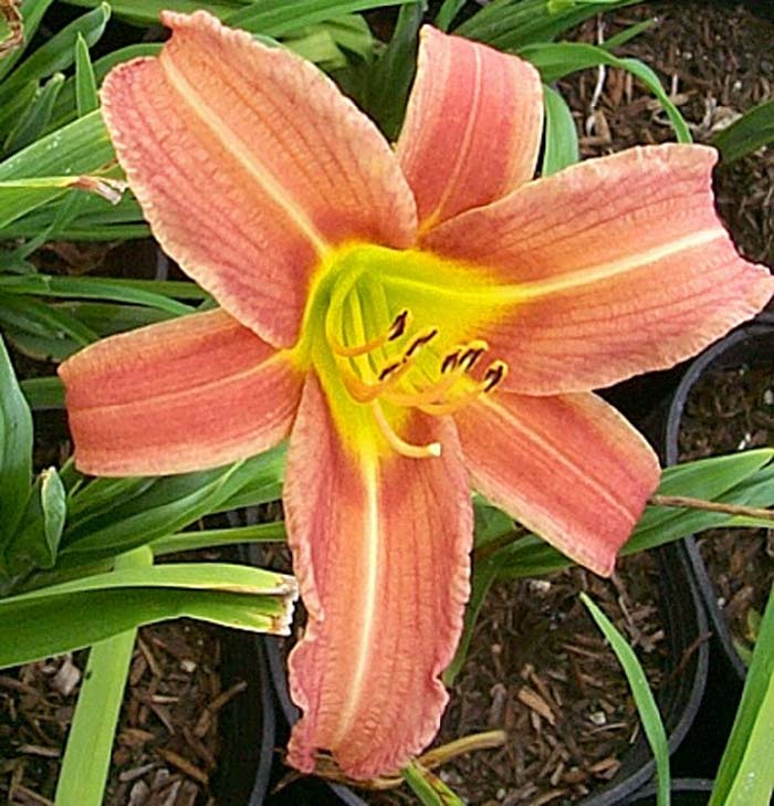 Hemerocallis 'Red Spider'
