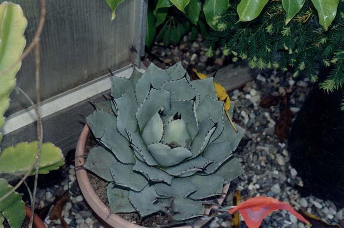 Agave parryi v. huachucensis
