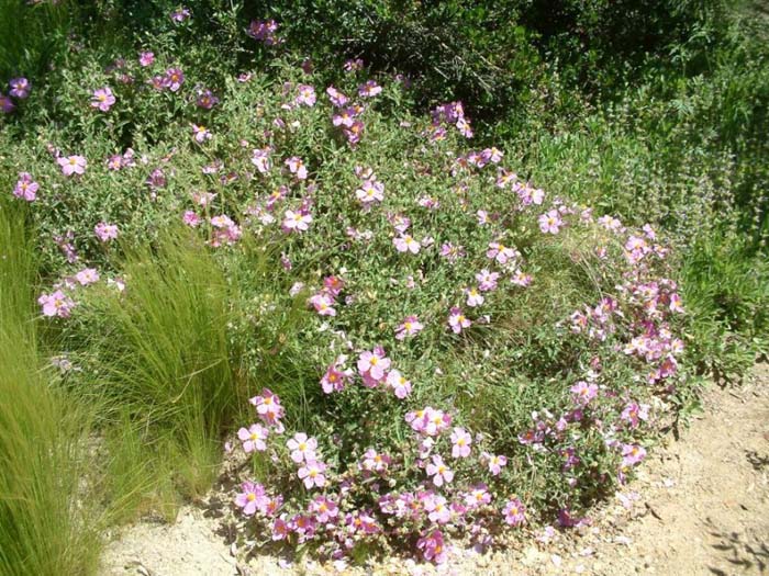 Plant photo of: Cistus crispus 'Santa Cruz'