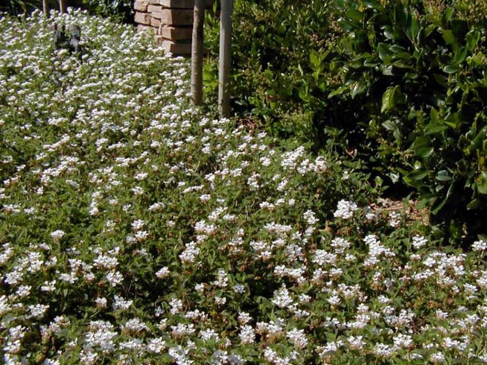 Lantana montevidensis 'White Lightnin'