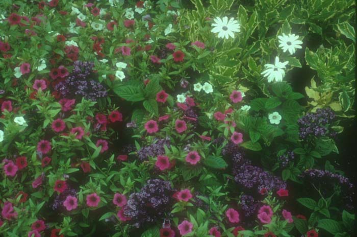 Osteospermum fruticosum 'Sparkler'