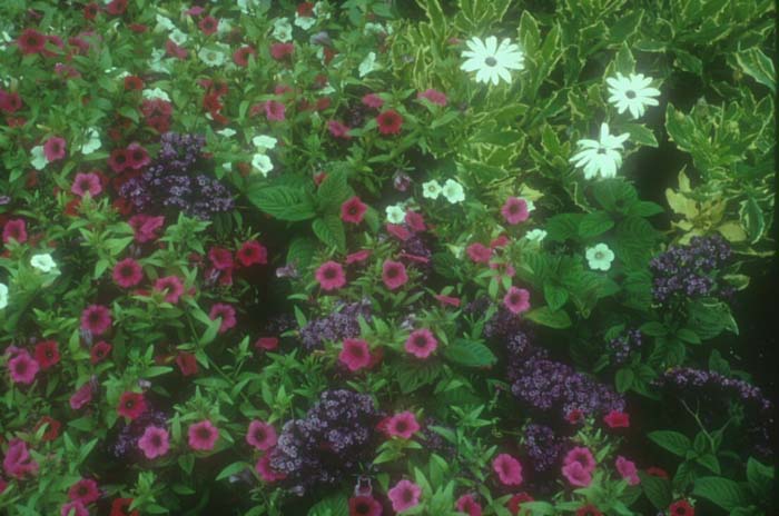 Plant photo of: Osteospermum fruticosum 'Sparkler'