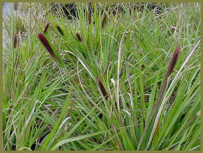 Plant photo of: Pennisetum messiacum