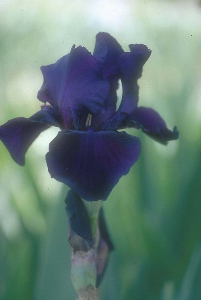 Iris bearded 'Merlot Mood'