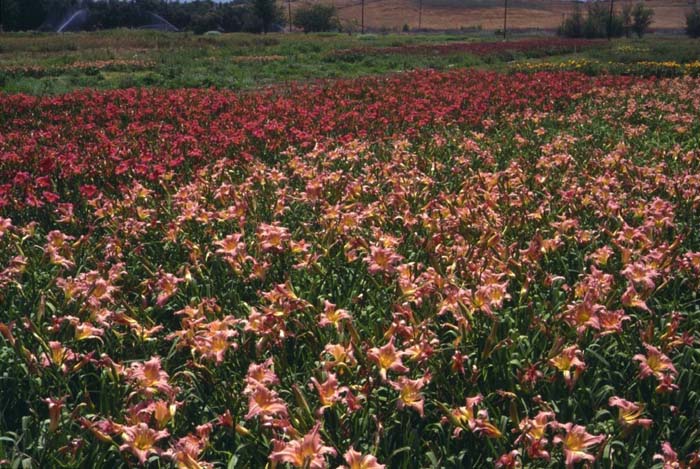 Hemerocallis 'Wind Frills'