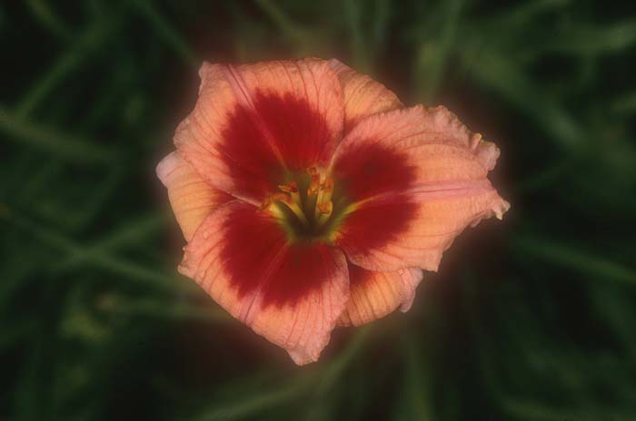 Hemerocallis 'Magic Man'