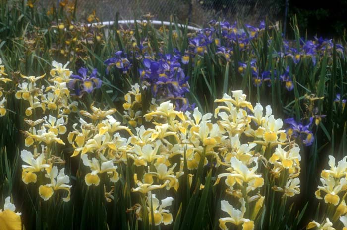 Iris bearded 'Ruffled Canary'